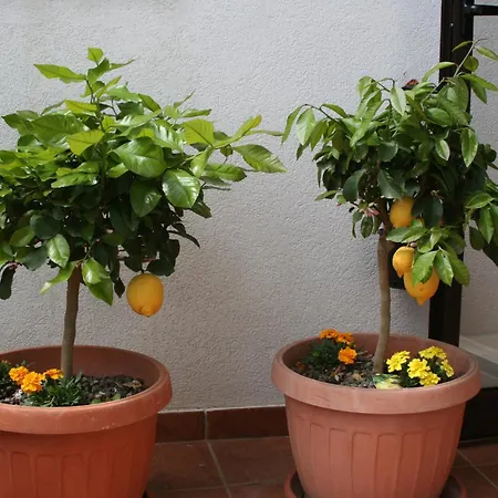 Dimora Barbara Appartement Alberobello